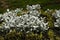 Close-up - a flower bed with round, felt and silvery leaves of common ragweed or dusty mill cirrus Senecio cineraria