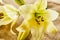 Close up of flower bloom over burlap background