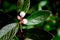 Close up of flower blossoms on Blueberry bush