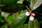 Close up of flower blossoms on Blueberry bush