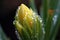 close-up of flower bud opening in slow motion, with water droplets and dew visible