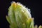 close-up of flower bud opening in slow motion, with water droplets and dew visible