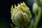 close-up of flower bud opening in slow motion, with water droplets and dew visible