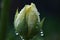 close-up of flower bud opening in slow motion, with water droplets and dew visible