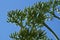 Close up of flower buds on agave plant against sky