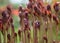 Close up of flower buds, orange, green background