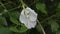 Close up of a flower of butterfly pea\\\'s white variety