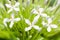 Close up flower Cape jasmine, gardenia, little white flower