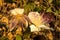 Close-up of the flower of the Caper plant Capparis spinosa at sunset