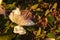 Close-up of the flower of the Caper plant Capparis spinosa at sunset