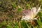 Close-up of the flower of the Caper plant Capparis spinosa at sunset