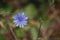 Close-up of the flower of Cichorium endive plant. Blurred background