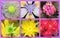 Close-up flower collage