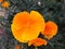 Close-up of a flower Eschscholzia Californica in showy cup-shaped, vibrant shades of orange and yellow. Also called