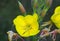 Close-up of the flower of Evening primrose