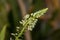 Close up of a flower of a false sea onion, albuca bracteata schwangere Zwiebel