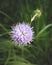 Close-up of flower field scabious.