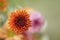 Close up of a flower. Floral pattern background of an orange gerber daisy flower. Blur floral spring backgrounds. Top view.