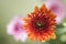 Close up of a flower. Floral pattern background of an orange gerber daisy flower. Blur floral spring backgrounds. Top view.