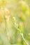 Close-up flower grass buds in a garden.