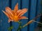 Close-up of flower head of orange day-lily or tiger daylily