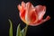 Close up of flower head of red tulip spring flower in front of black background