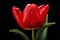 Close up of flower head of single red tulip with water drops in front of black background