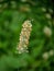 Close-up of flower head of Timothy Phleum pratense