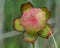 Close up of Flower Head of a Wild Pitcher-Plant