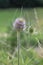 close up of the flower head of a wild teasel