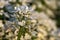 Close-up flower iberic in dew drops. White blooming iberis sempervirens.