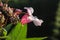 Close up flower of Impatiens glandulifera / Himalayan Balsam in flower in Serbia Kosovo