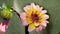 A close-up of a flower, with its petals, pistils, and stamens