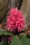 Close-up of a flower of justicia carnea or pink shrimp plant.