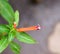 Close up of Flower and Leaves of Cigar Plant - Cuphea Ignea - Firecracker Plant