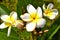 Close up flower micro shot white