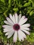 Close up flower, middle purple and white leaves