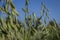 Close up flower of oat - Avena sativa