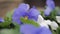 close-up flower pansy blue outdoors