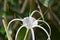 Close Up Flower Part Structure Of White Beach Spider Lily Or Hymenocallis Littoralis Flower