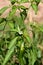 Close-up of a flower on a pepper plant in which there is a green pepper