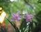 Close up of a flower pink blurred background, Ruellia tuberosa Waterkanon