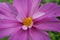 Close-up flower of pink daisy with petals and yellow middle.