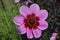Close up flower pink magenta purple