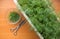 Close-up flower pot growing dill at home.Harvest greens vegetables at home.Scissors cut dill. Selective focus