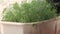 Close-up of a flower pot in which fresh greens bloom. Hands of a pensioner take care of dill growing on the windowsill. Green dill