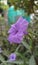 Close up of a flower purple blurred green leaf background, Ruellia tuberosa Waterkanon
