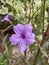 Close up of a flower purple blurred green leaf background, Ruellia tuberosa Waterkanon