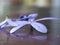 Close up of a flower purple Petrea volubilis on the floor.