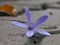 Close up of a flower purple Petrea volubilis on the floor.